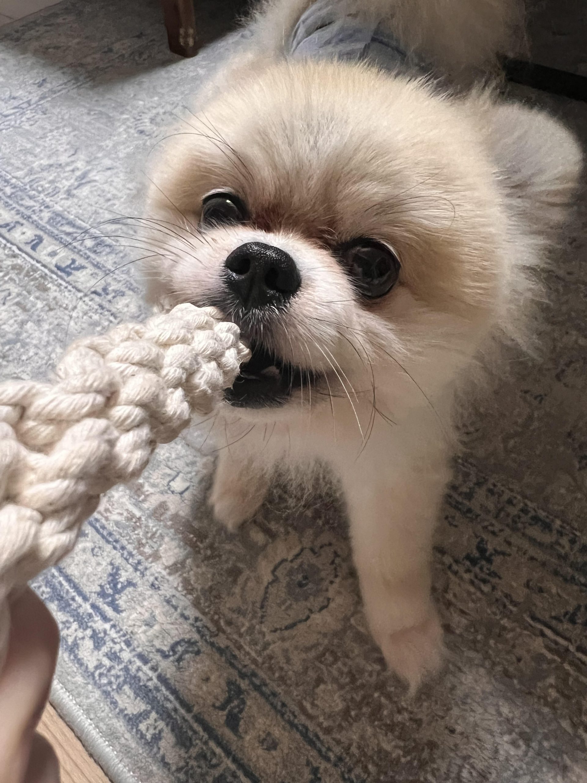 ジョアのアバター